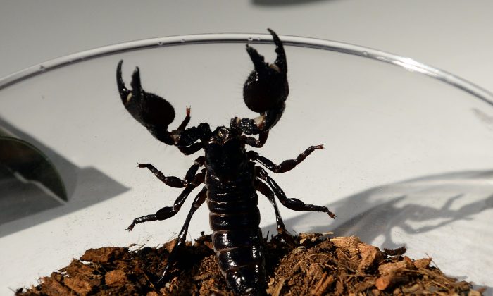 Un scorpion empereur au musée américain d'histoire naturelle à New York, le 1er juillet 2014. (Don Emmert/AFP/Getty Images)