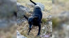 Loire : perdu lors d’un accident, son chien Spirou est retrouvé grâce à une mobilisation générale