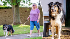 Un chien, totalement, aveugle marche comme s’il voyait, un « mystère médical » selon les vétérinaires