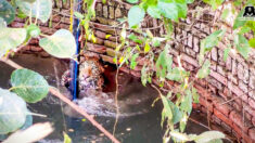En Inde, un agriculteur sauve un léopard en train de se noyer dans un puits