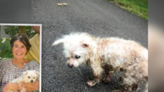 La chienne d’une femme de Floride perdue en 2014 est retrouvée dans un autre État 7 ans plus tard et remise à sa propriétaire