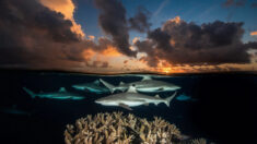 Un photographe du National Geographic capture des images sublimes de deux mondes, au-dessus et en dessous de la mer