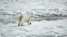 Vidéo : incroyables images d’un ours polaire capturant un renne à la nage
