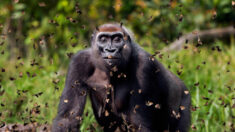 Un photographe remporte le premier prix pour un gorille marchant « joyeusement » à travers une nuée de papillons