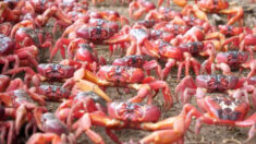 Formant une mer écarlate, des dizaines de millions de crabes rouges traversent l’île Christmas pour aller frayer dans l’océan