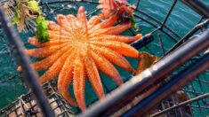 Un pêcheur est émerveillé de trouver une incroyable étoile de mer fluorescente à 19 bras dans un casier à crabes