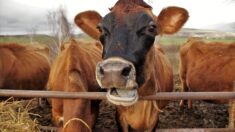 Creuse : une vache resserre les liens entre les habitants à La Chassagne