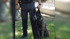 Perpignan : un chien policier désarme un homme qui brandissait une hache en pleine rue