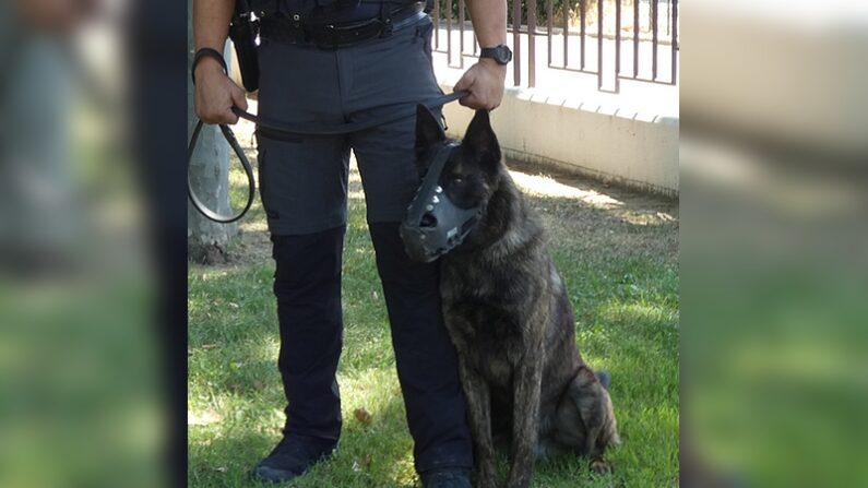 Rafale, le chien policier - Crédit photo : Police nationale des Pyrénées-Orientales