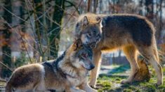 Tarn : un zoo fermé après la fuite d’une meute de loups, dont quatre ont été abattus