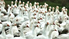 Grippe aviaire: vide sanitaire préventif dans les élevages de trois départements du Sud-Ouest