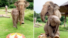 Un éléphanteau effronté détruit un gâteau fait pour sa grand-mère dans une vidéo hilarante