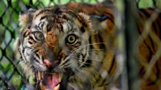 États-Unis : un tigre tué après avoir attaqué un homme qui tentait de le caresser