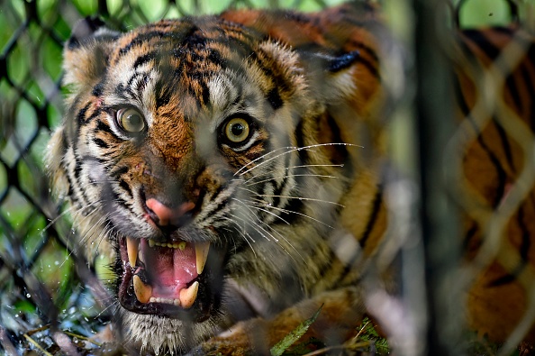  Tigre de Malaisie.(Photo : CHAIDEER MAHYUDDIN/AFP via Getty Images)