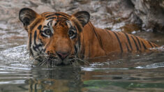 Inde : 126 tigres sont morts en 2021, un chiffre record