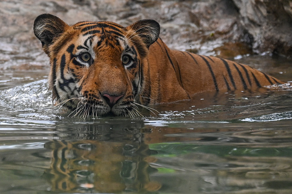 Tigre du Bengale.(Photo : PUNIT PARANJPE/AFP via Getty Images)