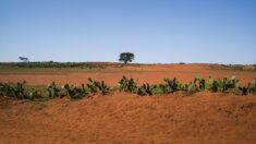 Climat: le réchauffement pas responsable de la famine à Madagascar, selon une étude