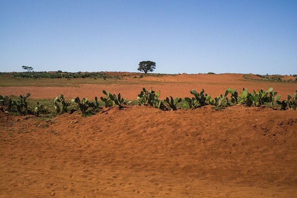 -Depuis plusieurs décennies, le Sud-Est de Madagascar est victime du phénomène « Kere », comme l'appelle la population locale. Kere est la crise alimentaire due à une période de sécheresse intense. Photo de RIJASOLO / AFP via Getty Images.