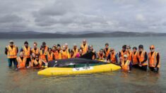Nouvelle-Zélande: une armée de bénévoles se forme au sauvetage de cétacés