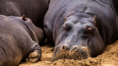 Belgique : deux hippopotames testés positifs au Covid-19
