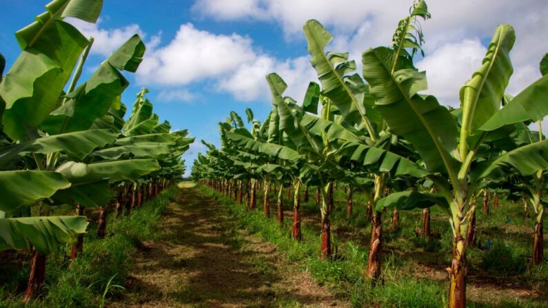 Une exploitation de bananes à Fond-Cacao, Capesterre-Belle-Eau, en Guadeloupe, le 10 avril 2018. (Crédit photo HELENE VALENZUELA/AFP via Getty Images)
