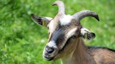 Loire : levée d’un arrêté autorisant des battues contre des chèvres sauvages