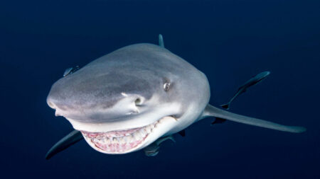 Un photographe capture de superbes photos d’un requin qui semble lui sourire