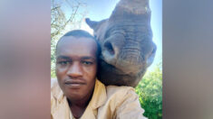 Un gardien d’animaux sauvages prend un selfie cocasse avec l’énorme rhinocéros dont il a la charge