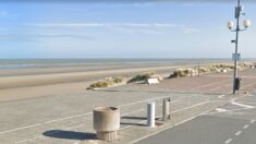 Une mouette pourrait faire échouer un projet d’éoliennes offshore près de Dunkerque
