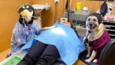 Une infirmière vétérinaire remporte le concours de photo « Les chiens au travail » grâce à un cliché hilarant