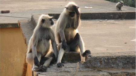 Inde : deux singes ont été capturés, ils sont accusés d’avoir tué un grand nombre de chiots