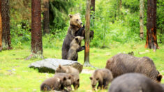 Un photographe capture l’adorable moment où une ourse apprend à ses oursons à grimper dans un arbre