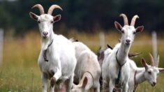 Loire : neuf chèvres abattues sans autorisation près du cimetière par le maire de Lorette