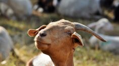 Tarn : la Fondation Bardot sauve 57 chèvres sauvages à Montredon-Labessonnié, alors qu’elles devaient être abattues