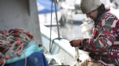 Brexit : les pêcheurs français menacés d’ « exclusion graduelle » des eaux britanniques