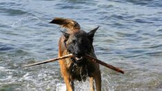 Sarthe : Messi, chien de la gendarmerie médaillé pour son départ à la retraite