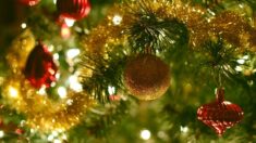 Allemagne : un couple bat le record du nombre de sapins de Noël réunis au même endroit