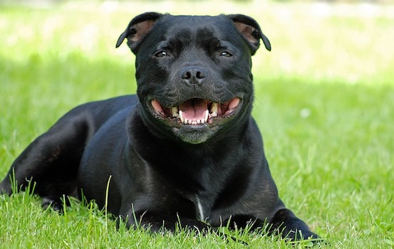 Un chien de type Staffordshire. (Photo : crédit Pixabay/tugoriva)