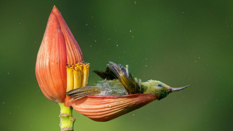 (©Mousam Ray/Bird Photographer of the Year)
