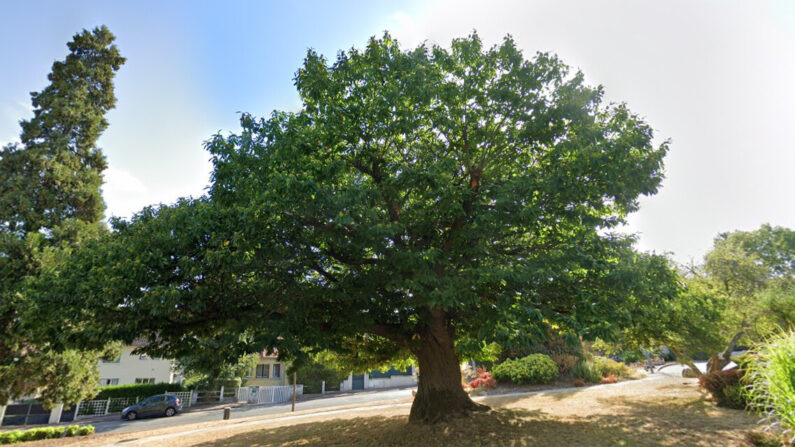 Le châtaigner de La Celle-Saint-Cloud (Yvelines) a été élu plus bel arbre de France 2021. (Capture d'écran/Google Maps)