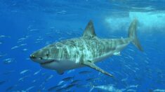 La photo d’un Grand requin blanc avec une énorme morsure interpelle les internautes