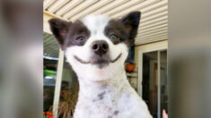 Un adorable chien au sourire permanent devient une star sur Instagram : « Tout est une fête pour lui ! »