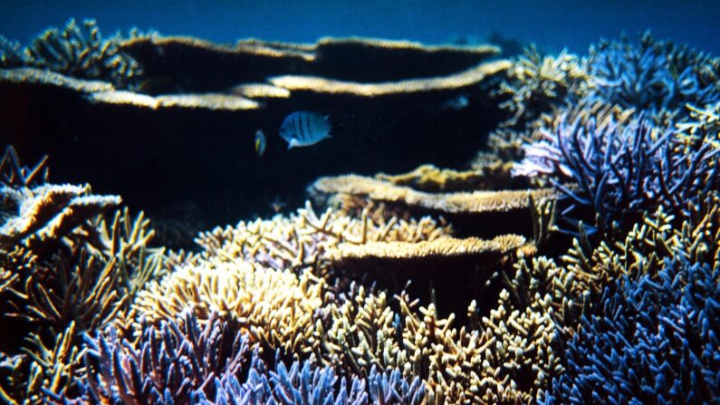 -Illustration- L’un des plus grands récifs coralliens découverts à 30 mètres de profondeur au large de Tahiti. Photo MARC LE CHELARD/AFP via Getty Images.