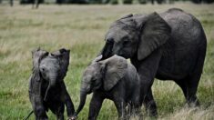 Kenya : rare naissance de jumeaux éléphants dans la réserve de Samburu