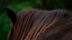 Espagne : coursés par des chiens, 15 chevaux meurent au fond d’un ravin