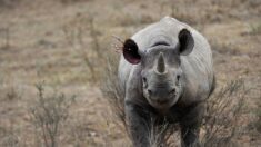Afrique du sud : un rhinocéros retourne à la vie sauvage six ans après une brutale agression