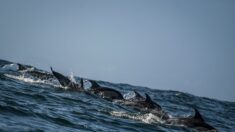 La Réunion : environ un millier de dauphins observés dans le Sud Sauvage