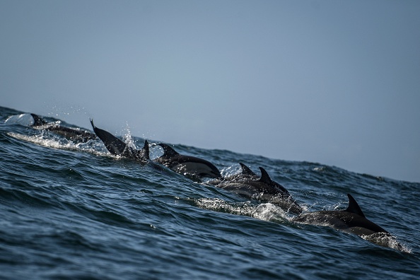 La Réunion : environ un millier de dauphins observés dans le Sud Sauvage