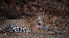 Le jaguar retrouve peu à peu son habitat naturel en Argentine