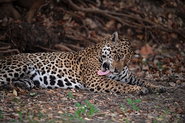 -Illustration- La Fondation Rewilding Argentina réintroduit un jaguar de cinq ans nommé Jatobazinho dans la nature au parc national Ibera, à Corrientes, le 31 décembre 2021. Photo de CARL DE SOUZA / AFP via Getty Images.